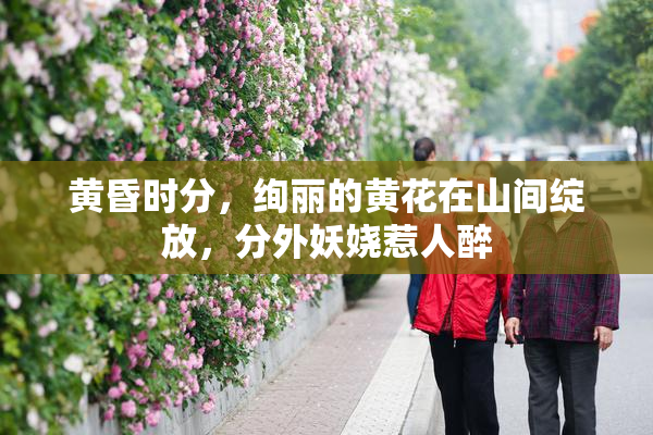 黄昏时分，绚丽的黄花在山间绽放，分外妖娆惹人醉