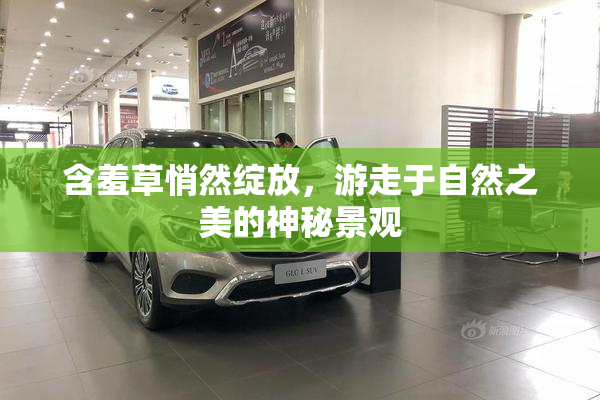 含羞草悄然绽放，游走于自然之美的神秘景观