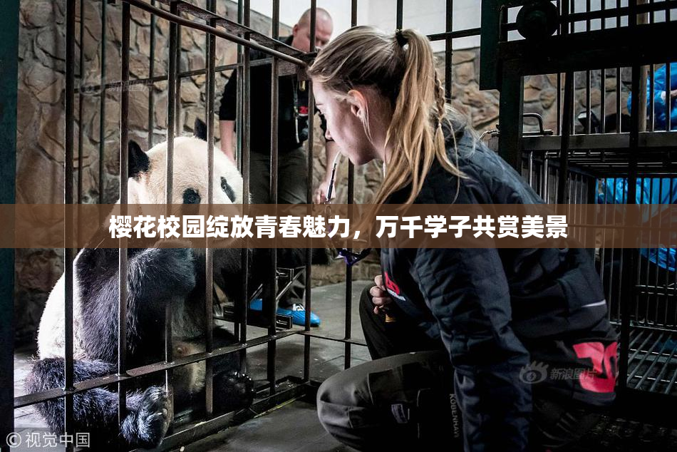 樱花校园绽放青春魅力，万千学子共赏美景