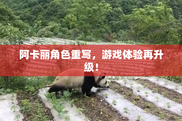 阿卡丽角色重写，游戏体验再升级！