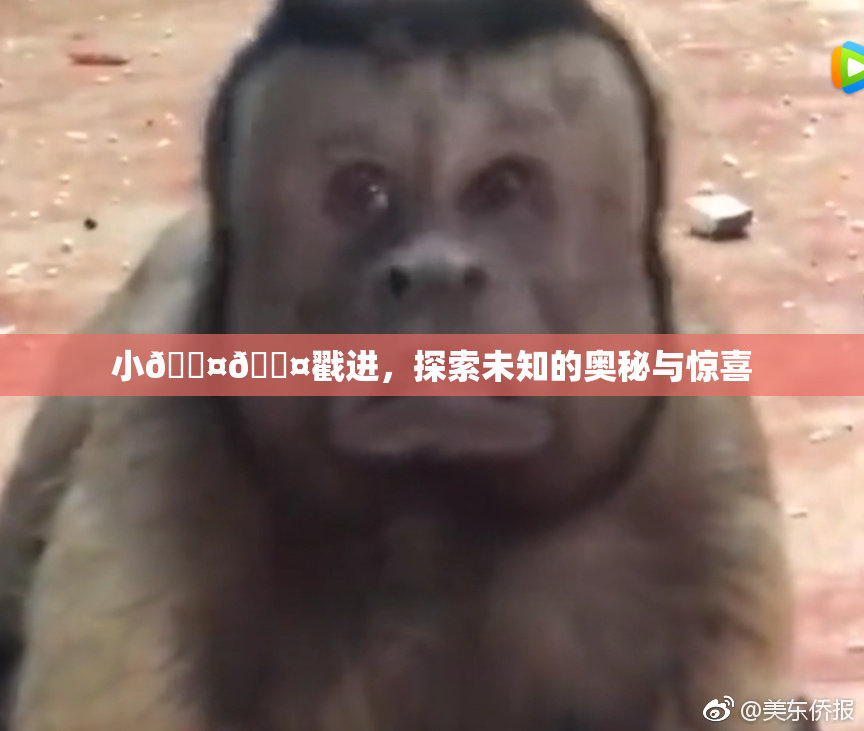 小🐤🐤戳进，探索未知的奥秘与惊喜