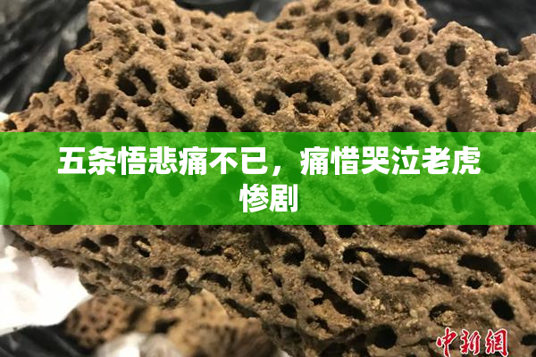 五条悟悲痛不已，痛惜哭泣老虎惨剧
