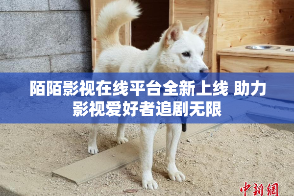 陌陌影视在线平台全新上线 助力影视爱好者追剧无限