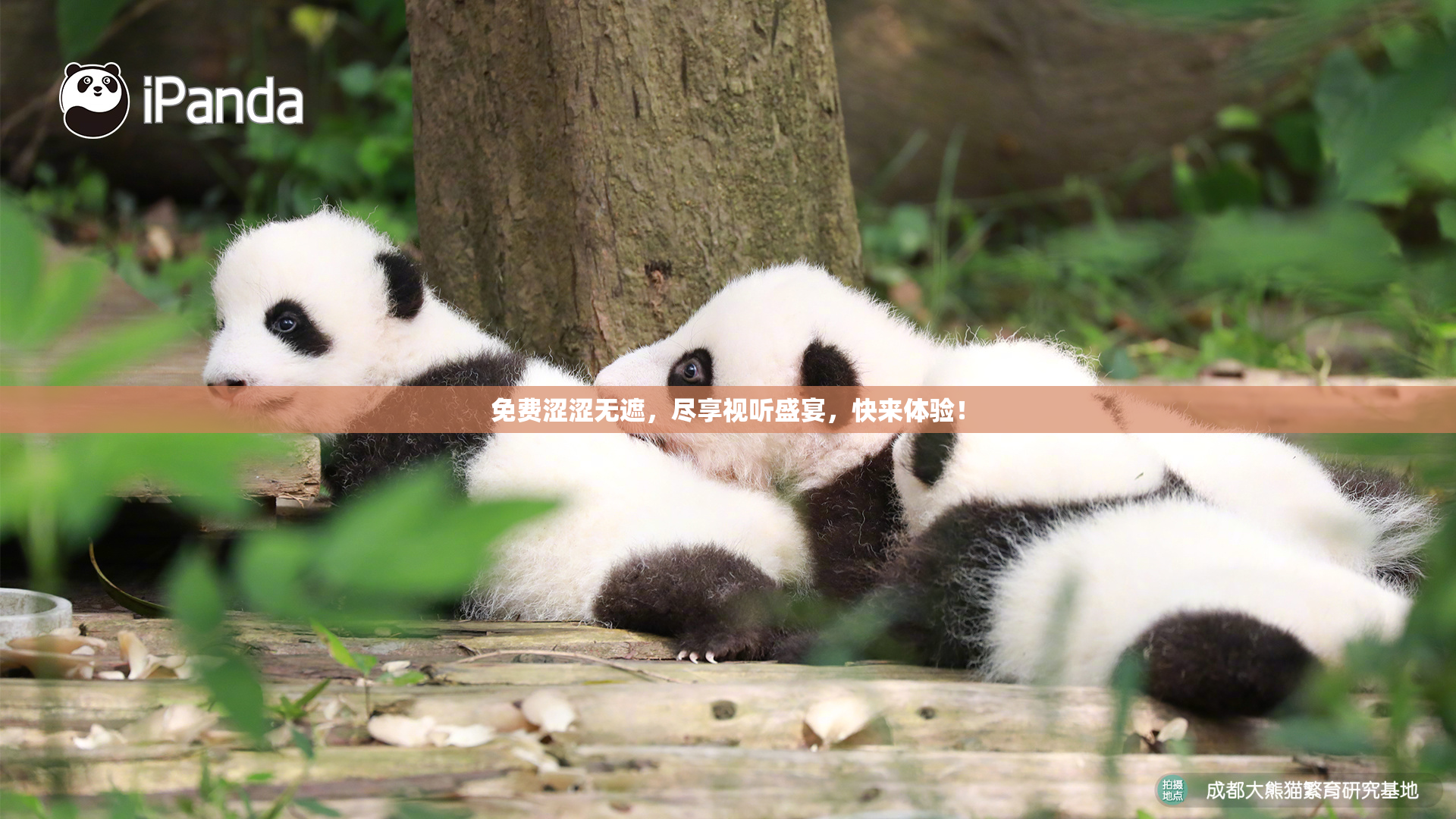 免费涩涩无遮，尽享视听盛宴，快来体验！