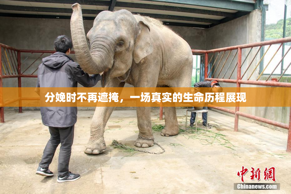分娩时不再遮掩，一场真实的生命历程展现