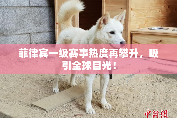 菲律宾一级赛事热度再攀升，吸引全球目光！
