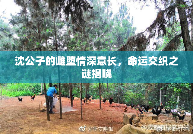 沈公子的雌堕情深意长，命运交织之谜揭晓