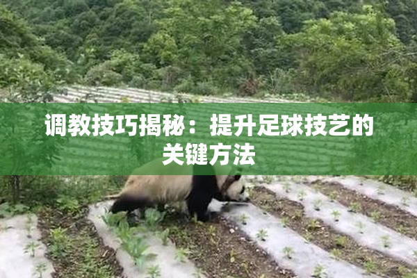 调教技巧揭秘：提升足球技艺的关键方法