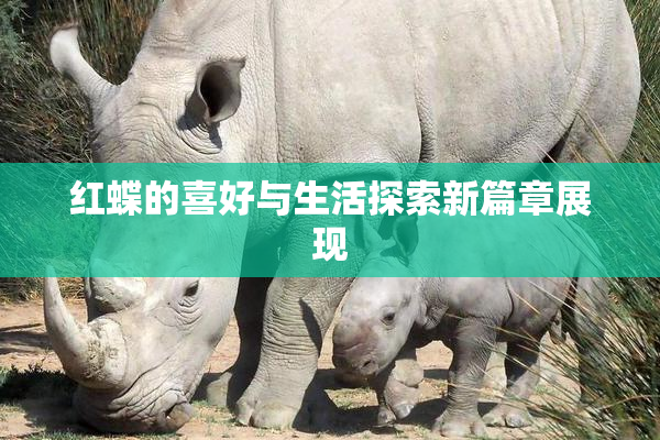 红蝶的喜好与生活探索新篇章展现