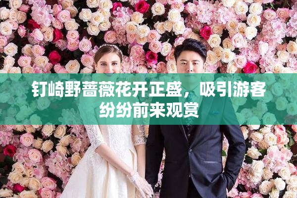 钉崎野蔷薇花开正盛，吸引游客纷纷前来观赏