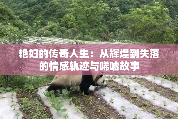 艳妇的传奇人生：从辉煌到失落的情感轨迹与唏嘘故事