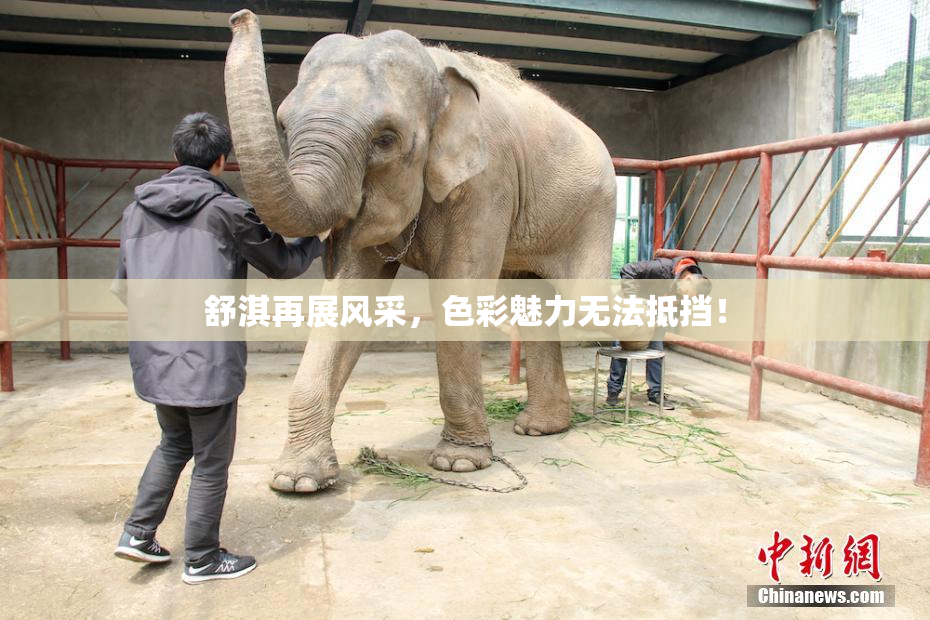 舒淇再展风采，色彩魅力无法抵挡！