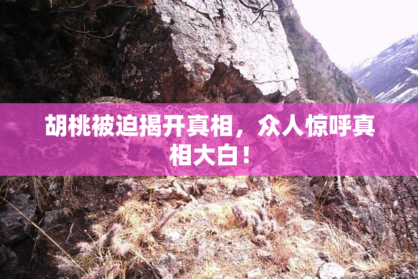 胡桃被迫揭开真相，众人惊呼真相大白！