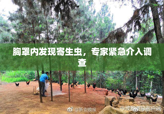 胸罩内发现寄生虫，专家紧急介入调查