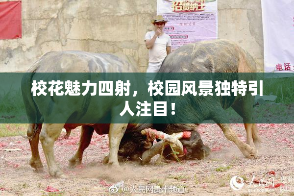 校花魅力四射，校园风景独特引人注目！