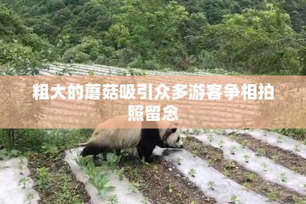 粗大的蘑菇吸引众多游客争相拍照留念