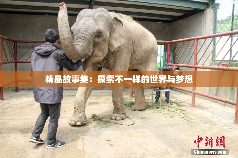 精品故事集：探索不一样的世界与梦想