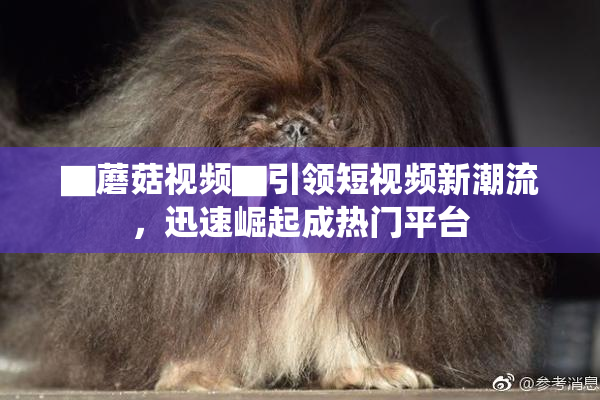 ▇蘑菇视频▇引领短视频新潮流，迅速崛起成热门平台