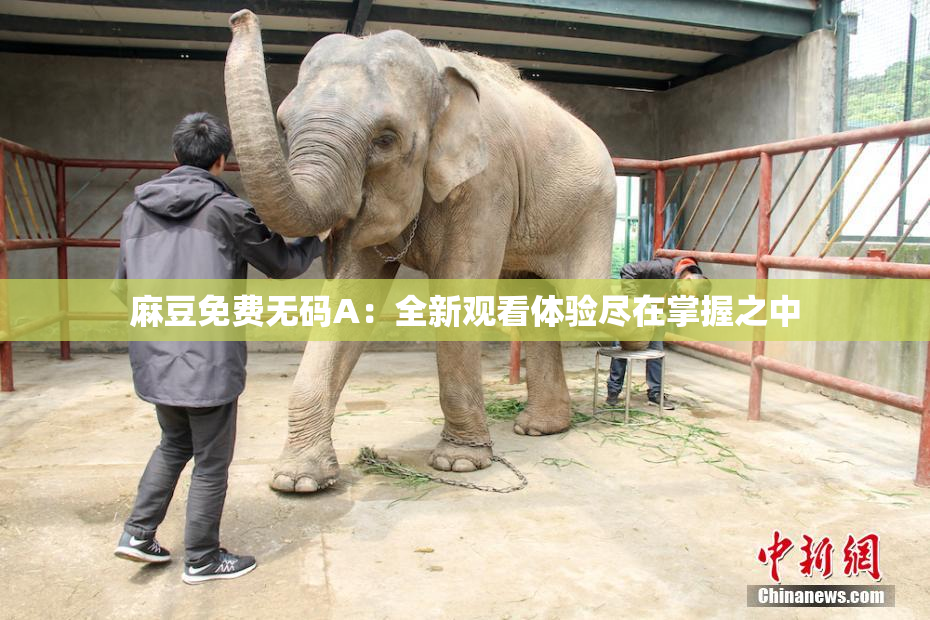 麻豆免费无码A：全新观看体验尽在掌握之中