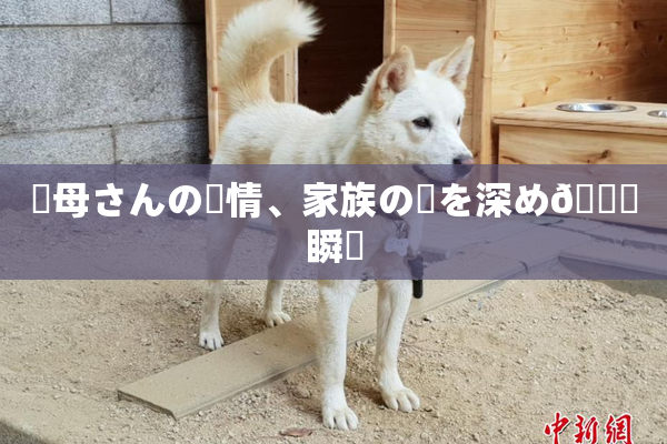 ✿母さんの愛情、家族の絆を深め🌃瞬間