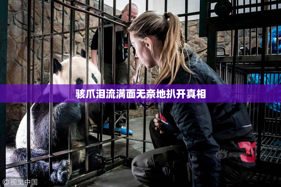 骇爪泪流满面无奈地扒开真相