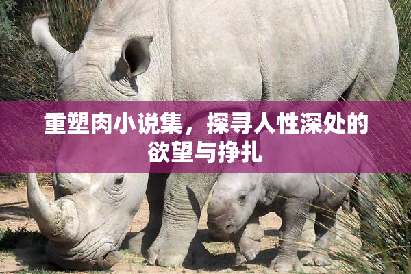 重塑肉小说集，探寻人性深处的欲望与挣扎