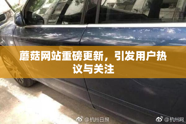 蘑菇网站重磅更新，引发用户热议与关注