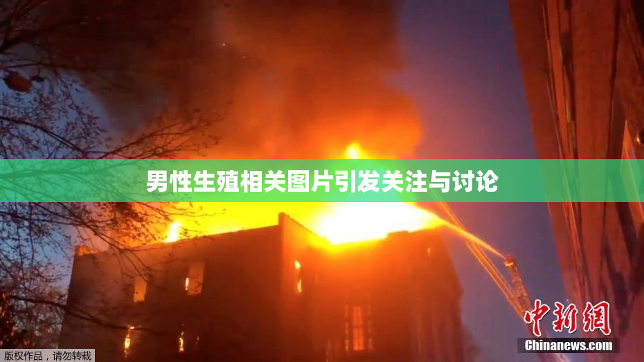 男性生殖相关图片引发关注与讨论