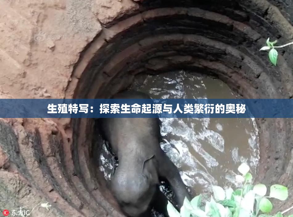 生殖特写：探索生命起源与人类繁衍的奥秘