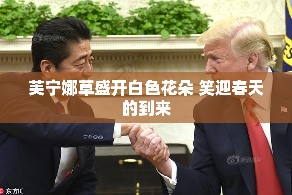 芙宁娜草盛开白色花朵 笑迎春天的到来