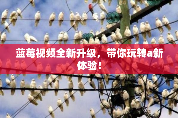 蓝莓视频全新升级，带你玩转a新体验！