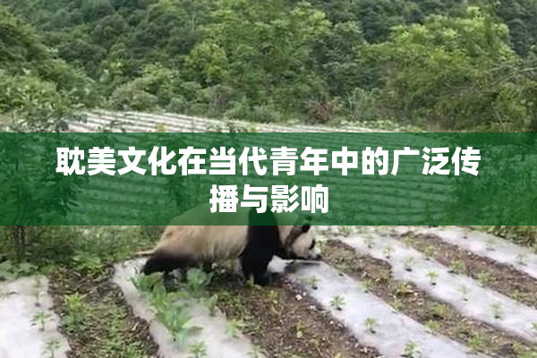 耽美文化在当代青年中的广泛传播与影响