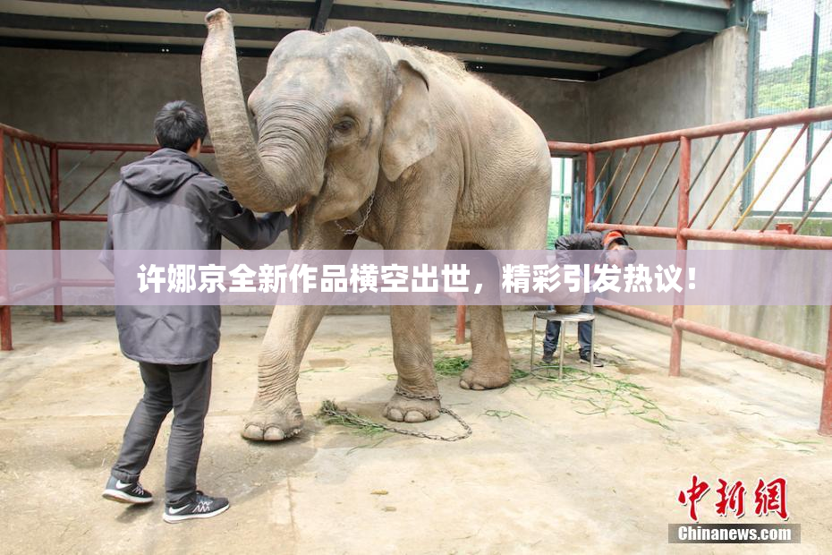 许娜京全新作品横空出世，精彩引发热议！