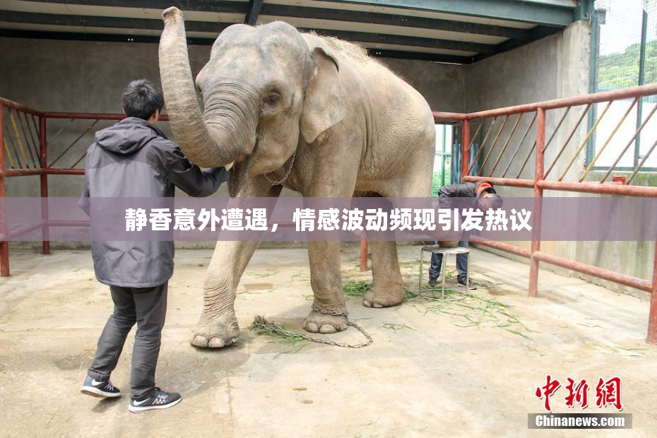 静香意外遭遇，情感波动频现引发热议