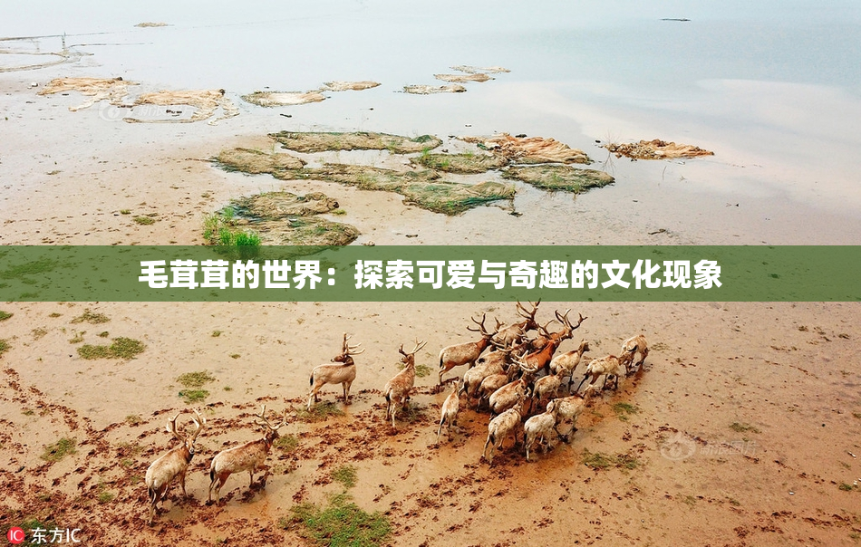 毛茸茸的世界：探索可爱与奇趣的文化现象