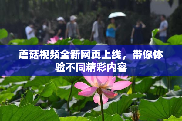 蘑菇视频全新网页上线，带你体验不同精彩内容