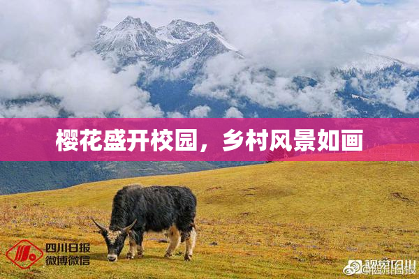 樱花盛开校园，乡村风景如画