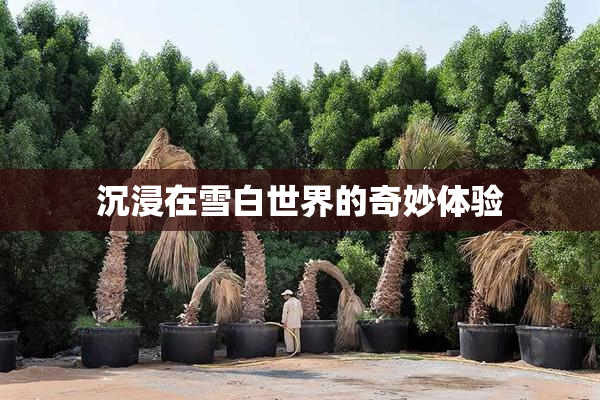 沉浸在雪白世界的奇妙体验