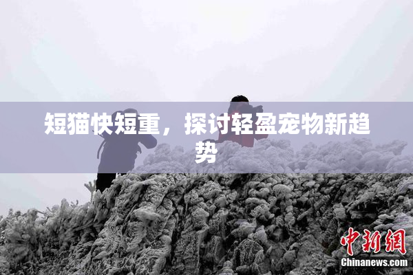 短猫快短重，探讨轻盈宠物新趋势