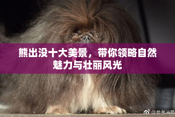 熊出没十大美景，带你领略自然魅力与壮丽风光