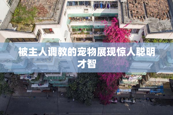 被主人调教的宠物展现惊人聪明才智