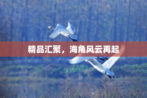 精品汇聚，海角风云再起