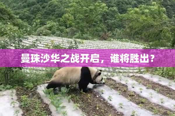 曼珠沙华之战开启，谁将胜出？
