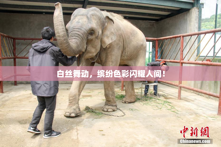 白丝舞动，缤纷色彩闪耀人间！