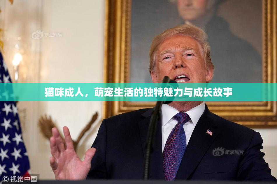 猫咪成人，萌宠生活的独特魅力与成长故事