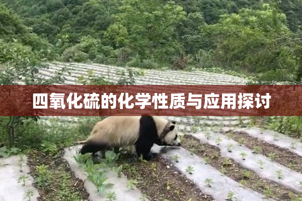 四氧化硫的化学性质与应用探讨