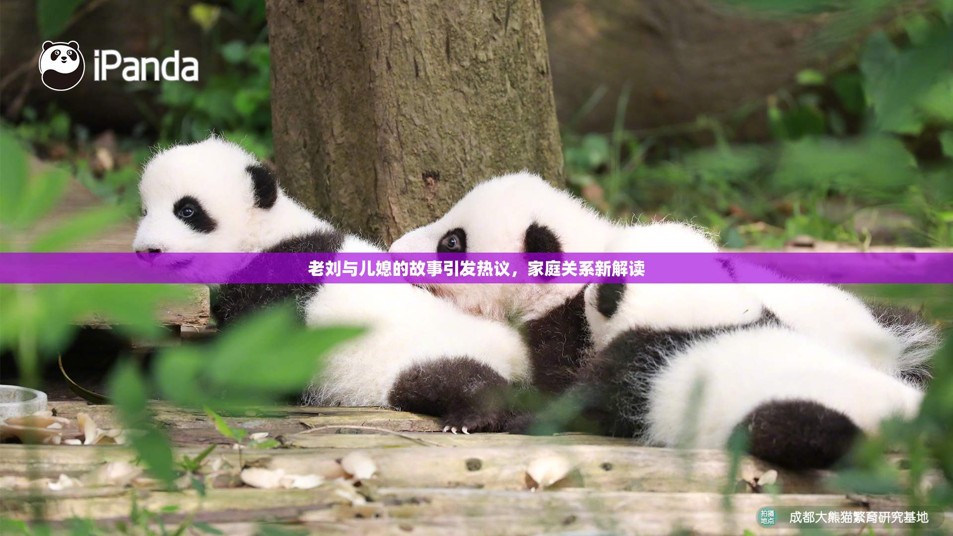 老刘与儿媳的故事引发热议，家庭关系新解读
