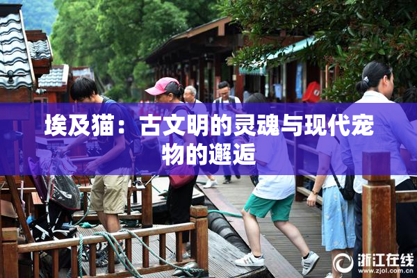 埃及猫：古文明的灵魂与现代宠物的邂逅