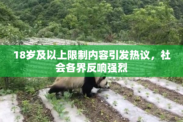 18岁及以上限制内容引发热议，社会各界反响强烈