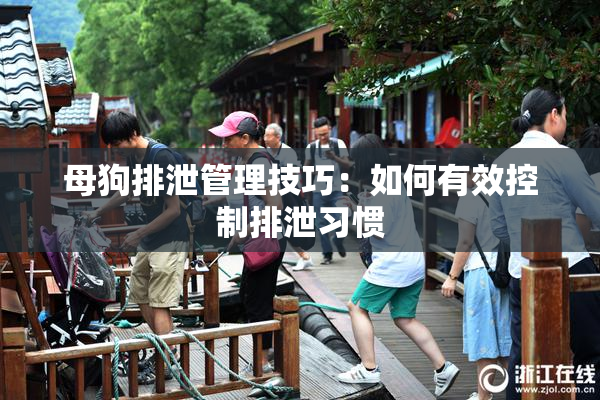 母狗排泄管理技巧：如何有效控制排泄习惯